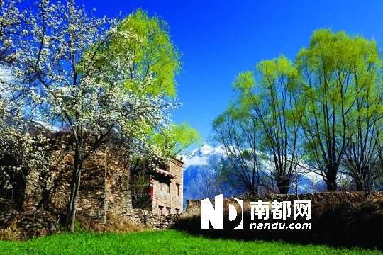 　　三月里,川西北的梨花盛放,寨子、碉樓、梨花……構(gòu)成最美的丹巴風(fēng)光。