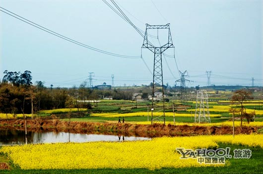 　　三月是川西平原油菜花盛開的季節(jié)。(圖片來源:CFP)