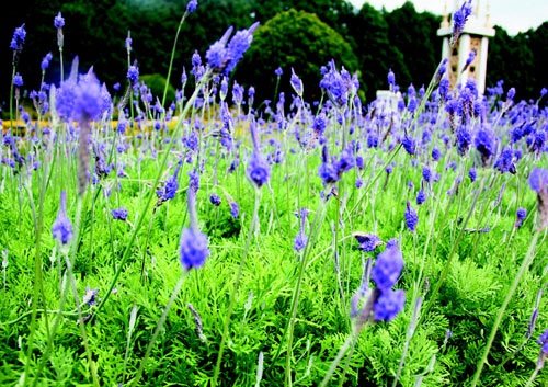 　　日月潭九族文化村內(nèi)水沙連歐洲花園園區(qū)內(nèi)數(shù)十萬(wàn)株熏衣草,已開(kāi)得美不勝收,令游客陶醉。