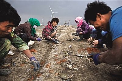 大雨將至，渤海邊的蟹池旁，蟹農(nóng)們不慌不忙地收綁梭子蟹。