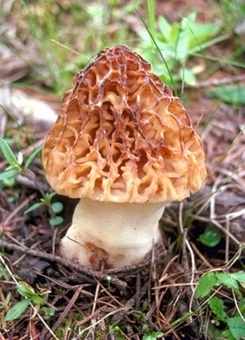 食用菌皇后羊肚菌 松露無法媲美的神奇風味 食用菌皇后羊肚菌 松露無法媲美的神奇風味