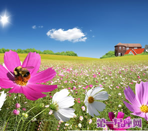 十二星座代表什么花？