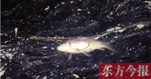 五月九日，鄭州帝湖，漂在黑色的湖面上的死魚