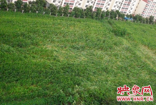 據(jù)映象網(wǎng)網(wǎng)友趙冠召反映，8月7日下午鄭州高新技術(shù)開發(fā)區(qū)突降暴雨冰雹，致使附近農(nóng)田近三分之一玉米倒伏