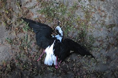 死去的鳥兒達(dá)到200多只，還有鳥兒在湖邊淤泥中掙扎著。