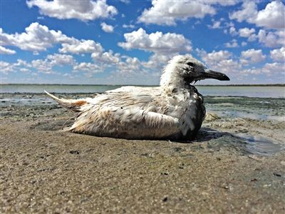死去的鳥兒達(dá)到200多只，還有鳥兒在湖邊淤泥中掙扎著。