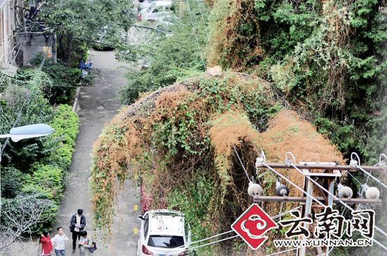 小貓蹲在一根纏滿了藤蔓的樹枝上。