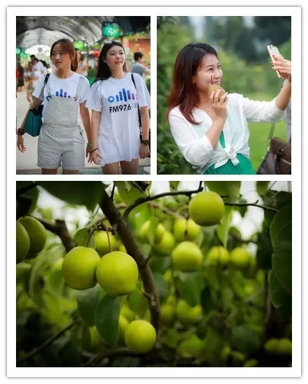 美女與香梨，你更愛哪一個？！