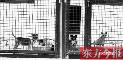 被主人遺棄的小狗暫時寄居在鄭州市犬只收容中心內(nèi)，如果沒有人來認(rèn)領(lǐng)，他們將被處以安樂死