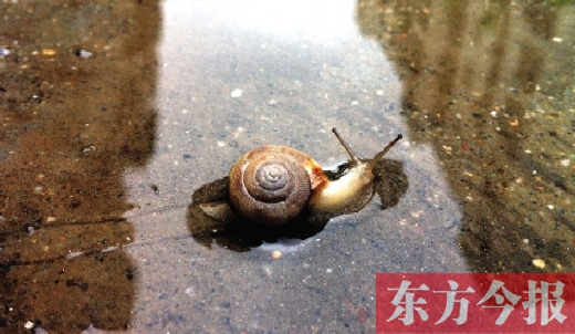 堵車俺不怕，就怕發(fā)大水，這不，一大早蹚水過街，現(xiàn)在已經(jīng)是下午了，俺還在馬路中間呢