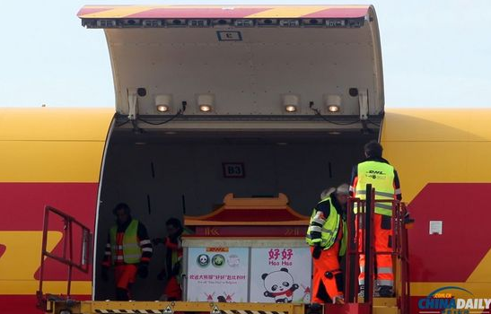 大熊貓“好好”抵達(dá)布魯薩爾國(guó)際機(jī)場(chǎng)。記者 付敬 攝