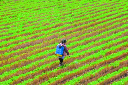 6月28日，內黃縣東莊鎮(zhèn)馬固村農民在花生地里噴施農藥。