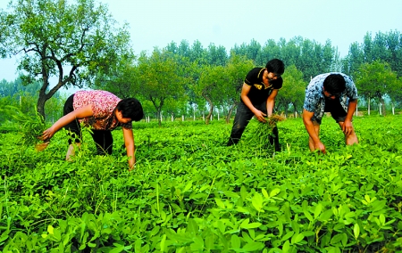 7月16日，內(nèi)黃縣后河鎮(zhèn)余莊村村民在花生地里除草。