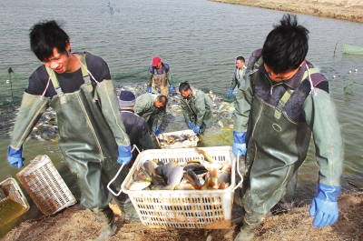 3月18日，漁民在溫縣黃河鯉魚(yú)生態(tài)養(yǎng)殖基地捕魚(yú)，近日，溫縣3000畝黃河鯉魚(yú)生態(tài)養(yǎng)殖基地的頭茬魚(yú)開(kāi)始