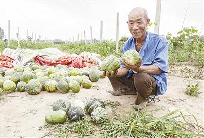 種的是“三白瓜”，長出來的瓜非常雜，其中最多的是本地甜面瓜，俗稱“一窩猴”