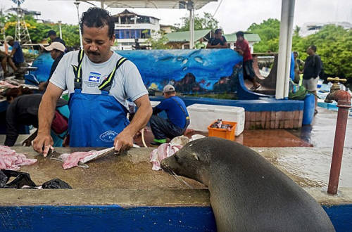 海獅變魚攤?？?排隊“購買”金槍魚