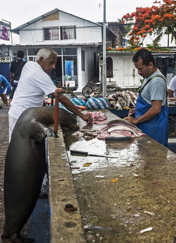 海獅變魚攤?？?排隊“購買”金槍魚