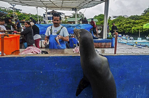 海獅變魚攤?？?排隊“購買”金槍魚