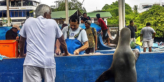 海獅變魚攤?？?排隊“購買”金槍魚