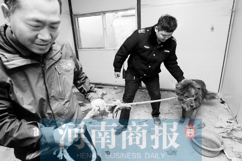 麻藥起作用后，這只藏獒被執(zhí)法人員控制