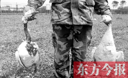 濟源一山間農場遭襲，死傷200多只大鵝