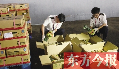 昨日，檢驗(yàn)檢疫人員正對剛從臺(tái)灣進(jìn)口的水果進(jìn)行檢驗(yàn)