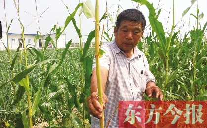 “東亞飛蝗”侵襲滎陽(yáng)千畝黃河灘 專啃植物葉子