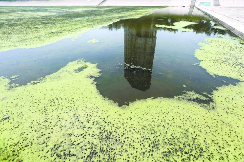 幾近干涸、臭氣熏天、長(zhǎng)滿水草的東風(fēng)渠，已不見(jiàn)往日容顏　 記者 侯建勛/攝