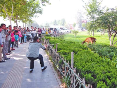 工作人員悄悄走近梅花鹿，準(zhǔn)備發(fā)射麻醉針。