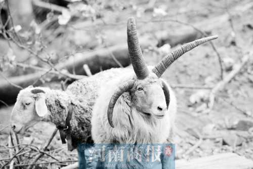 “咩……我的原主人說(shuō)，他養(yǎng)了一輩子羊，也沒(méi)見過(guò)我這種情況”