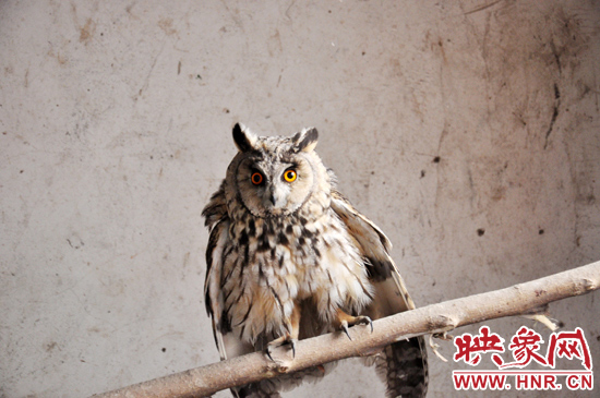 據(jù)了解，長耳鸮屬于夜行動物，是一種益鳥，主要捕食鼠類。