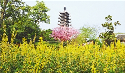 綠博園盛開的鮮花“期待”和市民“約會”。