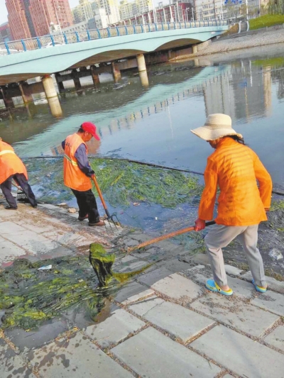 每天出動(dòng)六十人次進(jìn)行打撈，也難以遏制綠藻蔓延。