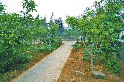 路兩邊是核桃樹(shù)，而路的盡頭救助野生鳥(niǎo)類(lèi)的籠子，鴨子和鵝占了鵲巢