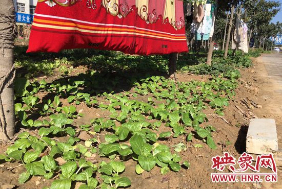 西四環(huán)中原路交叉口，大片生態(tài)廊道被毀，變成私家菜園。