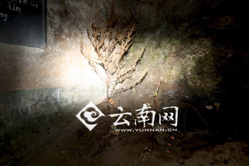 　教室里沒有燈，光線太暗，村民便種下了野蘇麻，希望教室有綠色，讓孩子們看到“希望”。 徐弘毅 攝