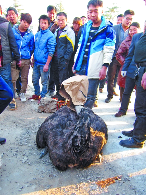 蒙上眼睛老實(shí)了 蒙上眼睛老實(shí)了