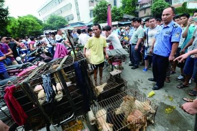 今天是廣西玉林狗肉節(jié)，市場上的攤販增加了數(shù)倍，城管也出動對市場上的占道行為進行規(guī)范 記者 劉暢 攝