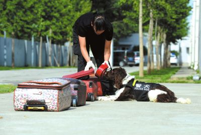 搜油犬正在進行日常訓(xùn)練。