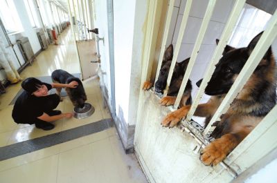 馴犬員給搜油犬準(zhǔn)備晚餐。