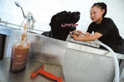 天熱時,搜油犬會天天洗澡。