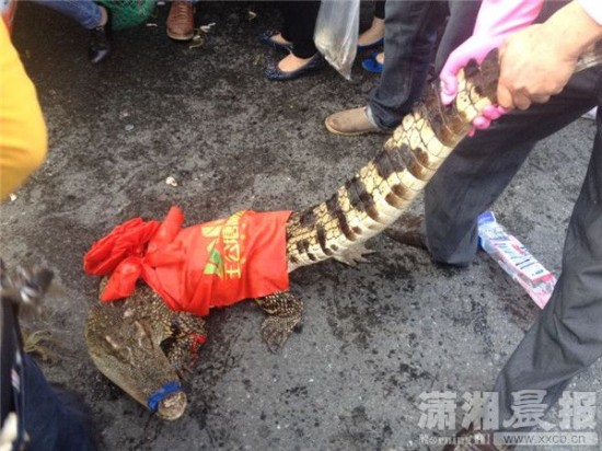 車上的鱷魚爬上路面。記者 向帥