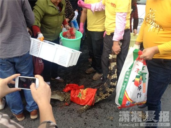 鱷魚被車主抓到。