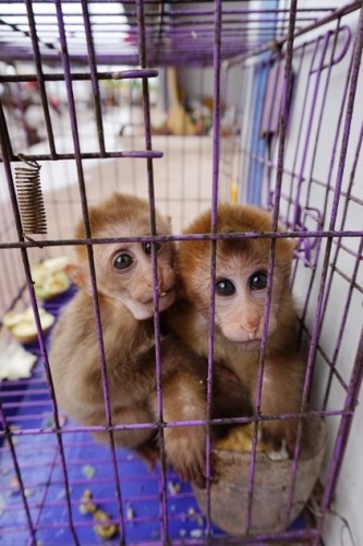 獼猴、麂子、白鷴、果子貍、豪豬、豺狗、熊、竹鼠等國家保護(hù)野生動物或瀕危物種，在此成為各路食客的盤中餐