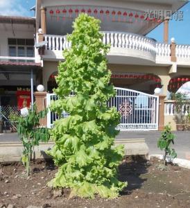 馬口親善花園居民李亞德種出“高人一等”的生菜，這棵3英尺高的生菜好像圣誕樹，令人稱奇。