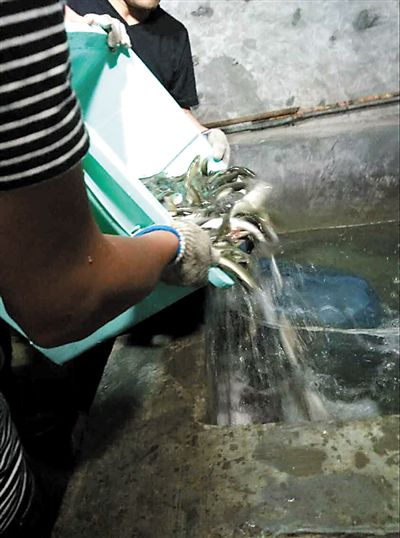 主人將撈上來的魚放進(jìn)魚池。