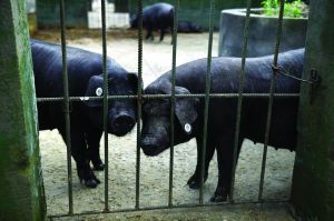 觀測(cè)點(diǎn)飼養(yǎng)區(qū)設(shè)有豬圈，可觀察豬是否有異常反應(yīng)