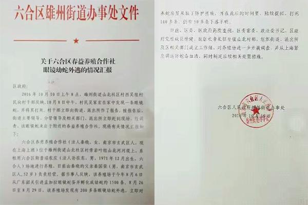 交匯點(diǎn)10月10日消息， 10日晚上，一則消息在南京人的朋友圈和微信群里瘋傳，網(wǎng)傳消息稱：六合雄州街道山北村一個(gè)農(nóng)莊私自養(yǎng)眼鏡蛇，幾天前突然跑出來了，估計(jì)二三百條。交匯點(diǎn)記者向六合區(qū)委宣傳部相關(guān)人士求證，證實(shí)了此事確實(shí)發(fā)生。