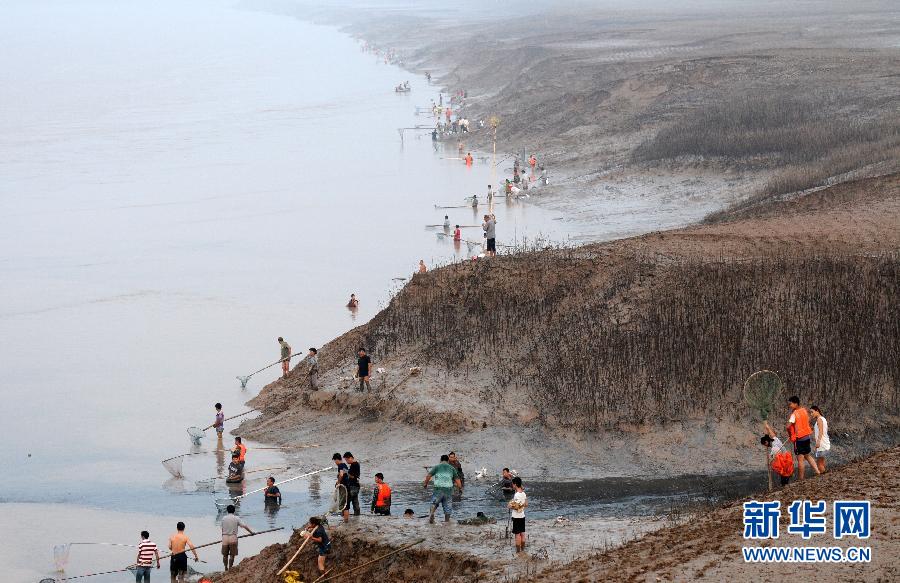  7月6日,在山西省平陸縣黃河岸邊,人們在捕撈黃河“流魚”。