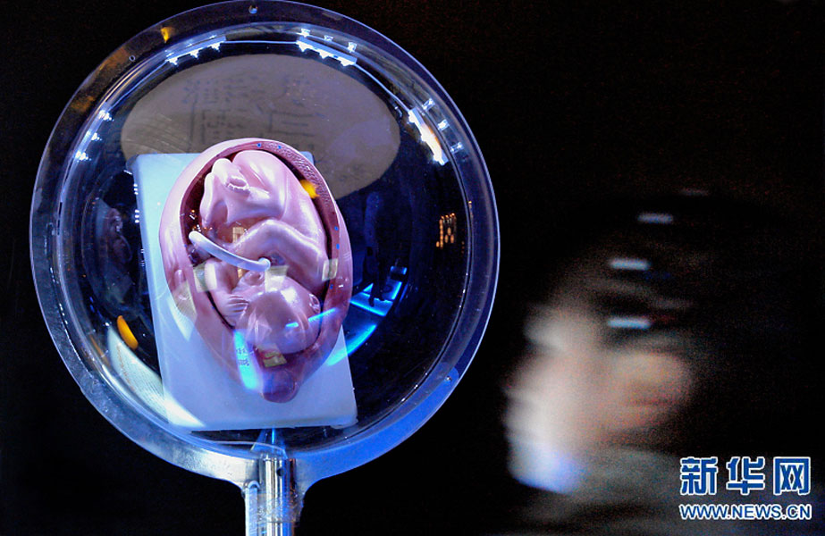 一名小學(xué)生在鄭州科技館內(nèi)參觀介紹遺傳、生育等知識的“奇幻生命之旅”展覽（2007年2月18日攝）。